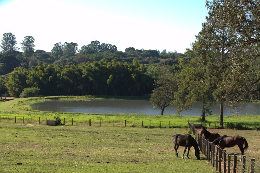 O lago e os cavalos na área do Lagos de Helvetia