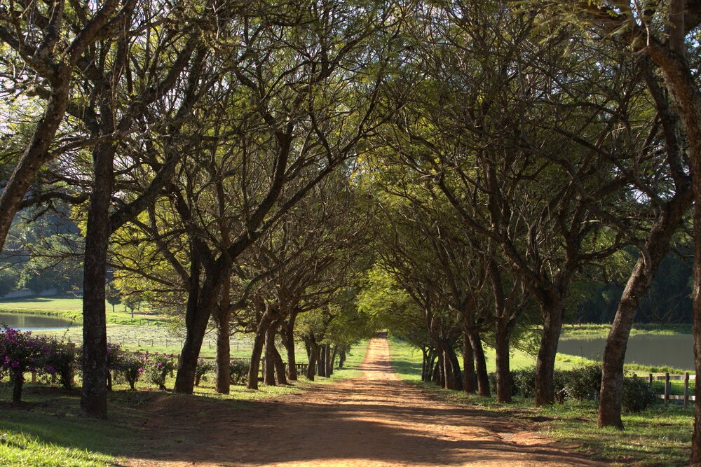 Alameda arborizada com o lago ao fundo